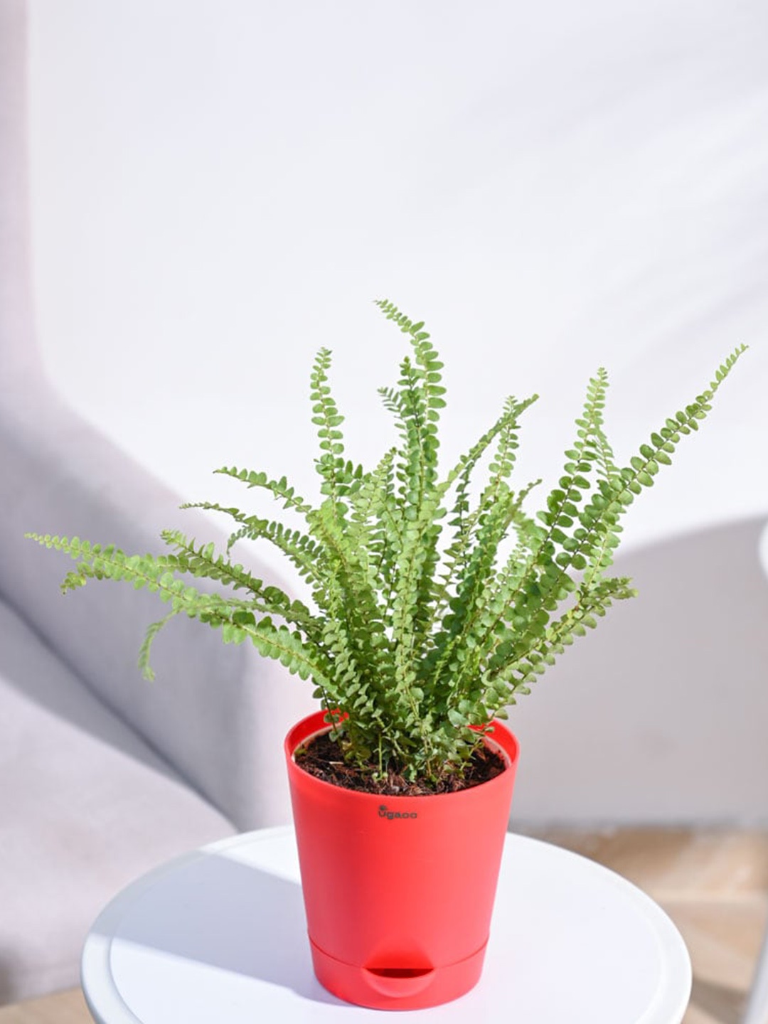 

UGAOO Button Fern Plant With Self Watering Pot, Red
