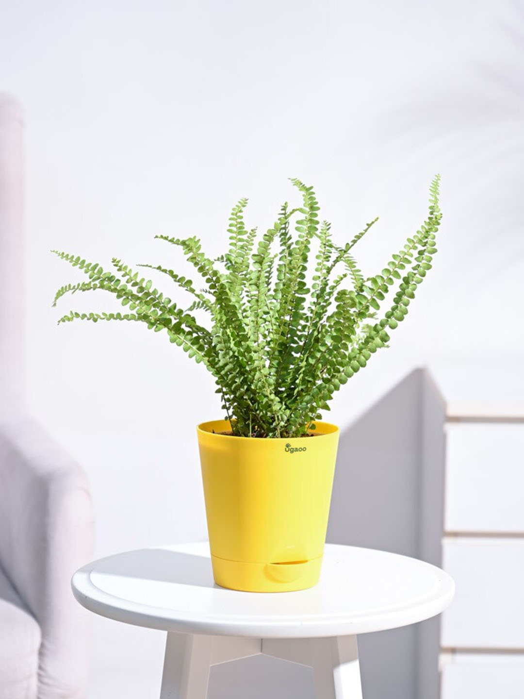 

UGAOO Button Fern Plant With Self Watering Pot, Yellow