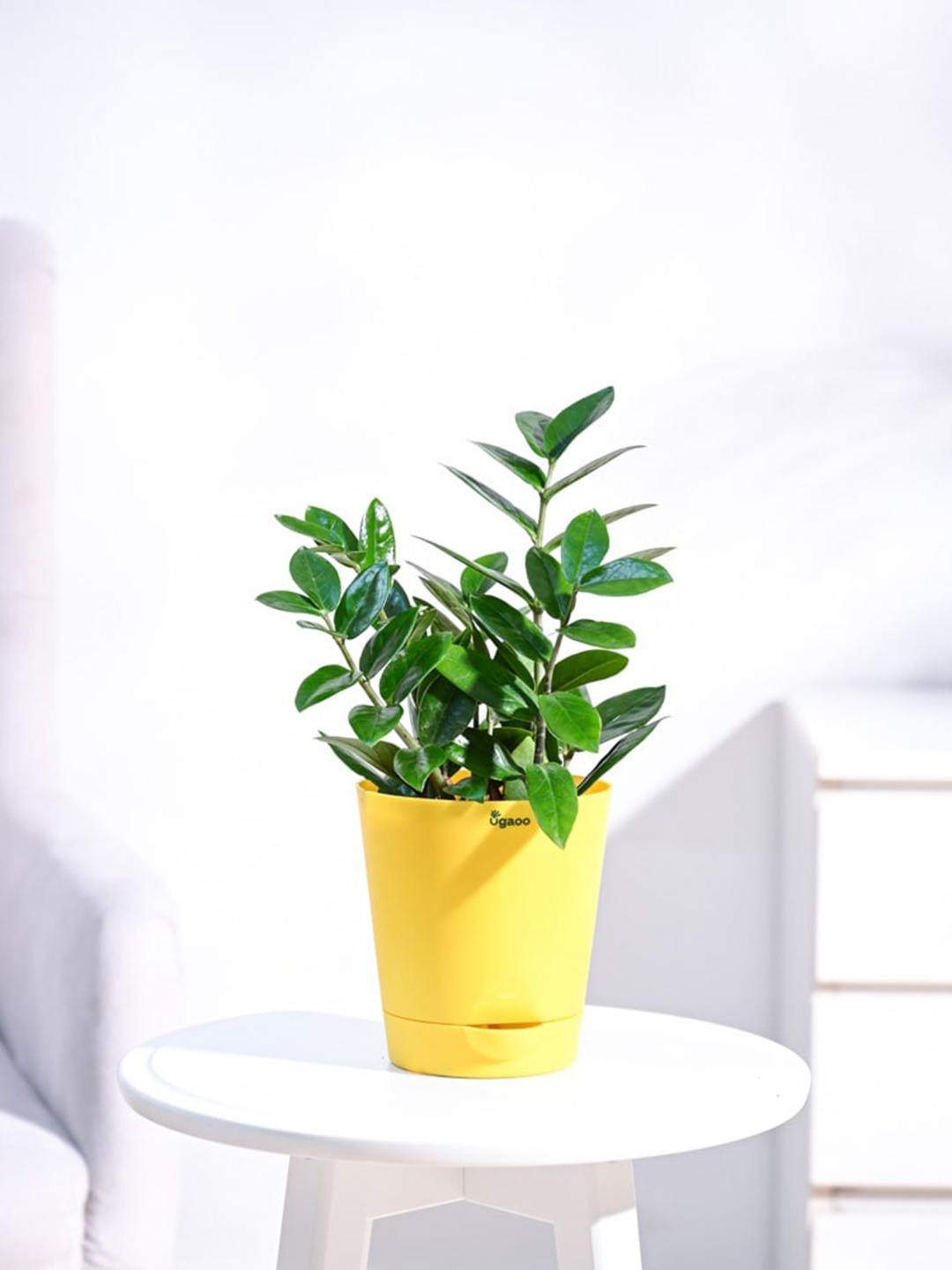 

UGAOO ZZ Plant With Self Watering Pot, Green