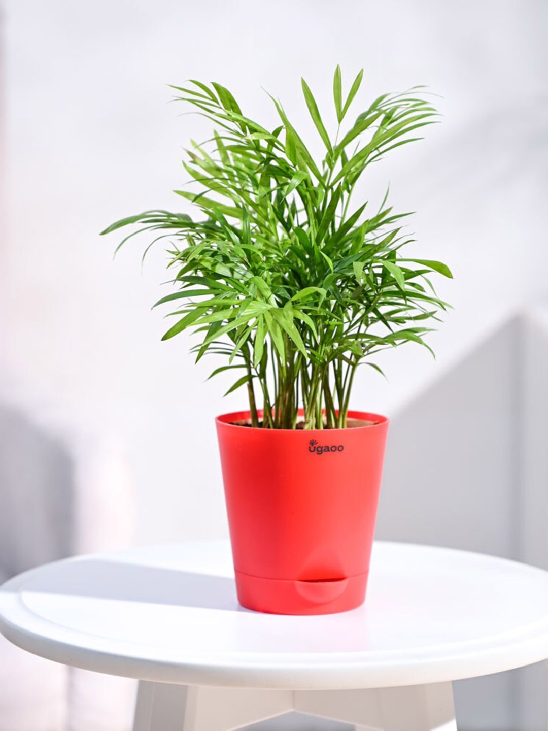 

UGAOO Bamboo Palm Plant with Self Watering Pot, Red