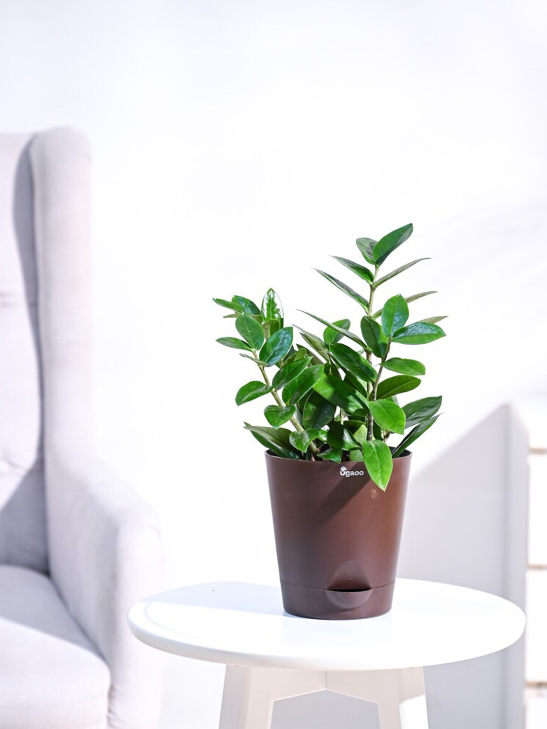 

UGAOO ZZ Plant with Self Watering Pot, Brown