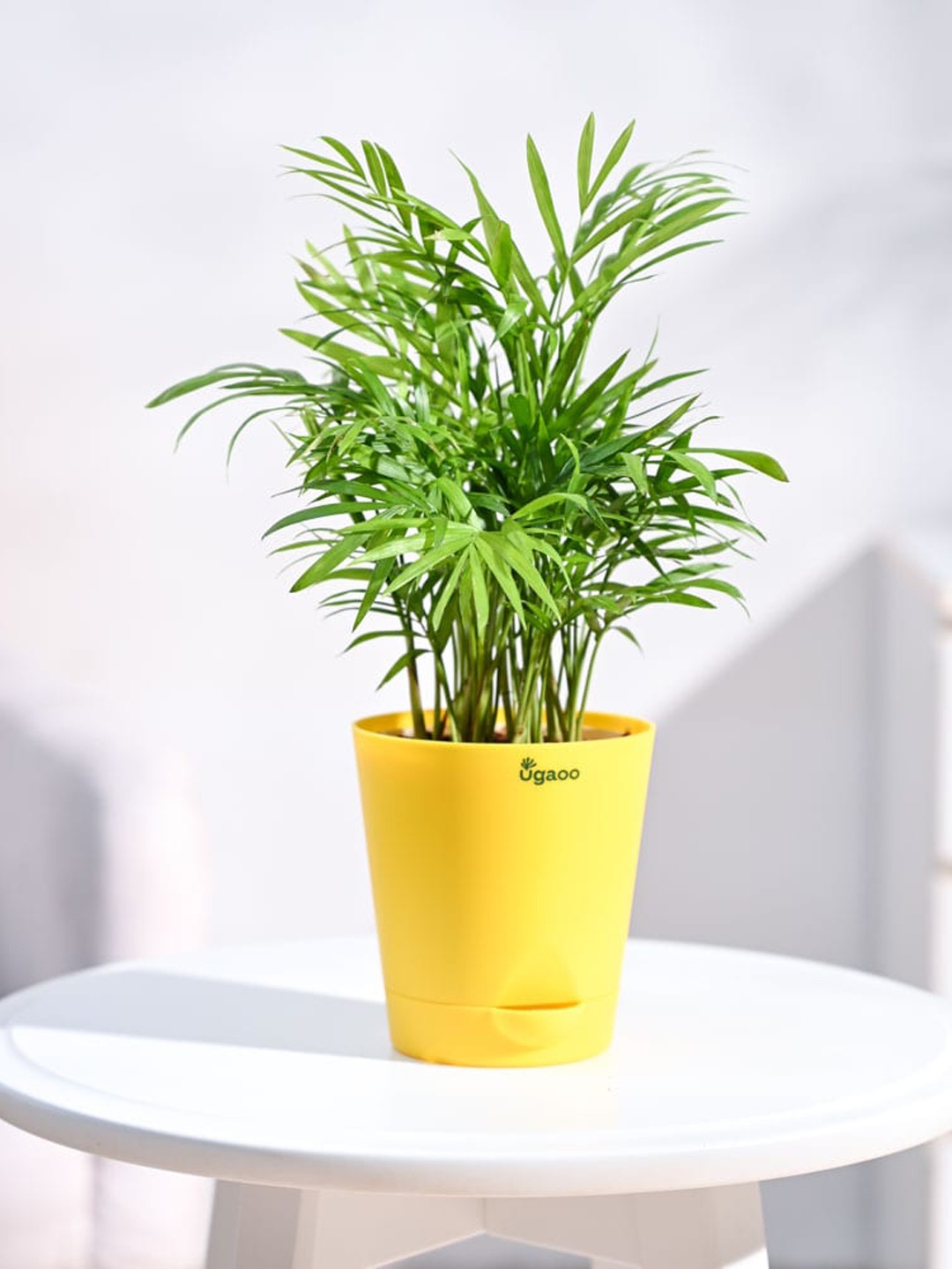 

UGAOO Bamboo Palm Plant With Self Watering Pot, Yellow