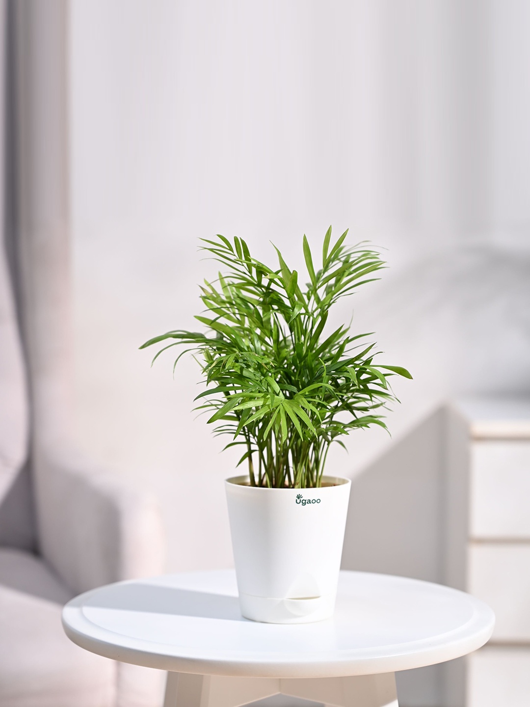 

UGAOO Bamboo Palm Plant With Pot, White