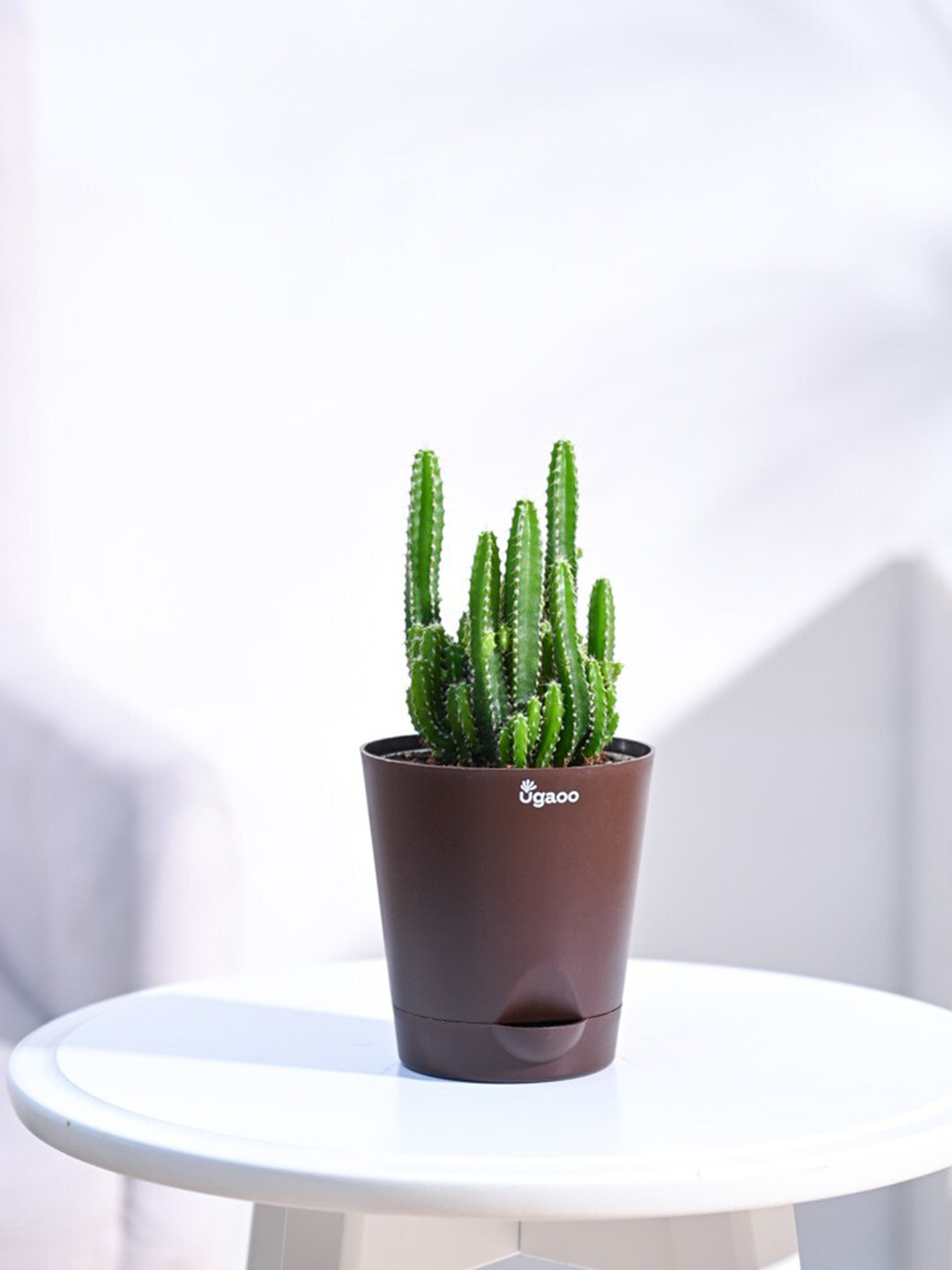 

UGAOO Elongated Cactus Plant With Self Watering Pot, Brown