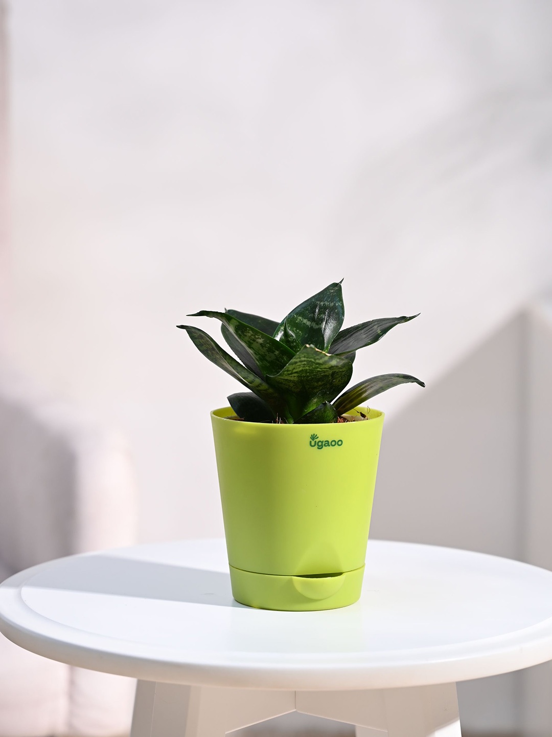 

UGAOO Snake Plant With Self Watering Pot, Green