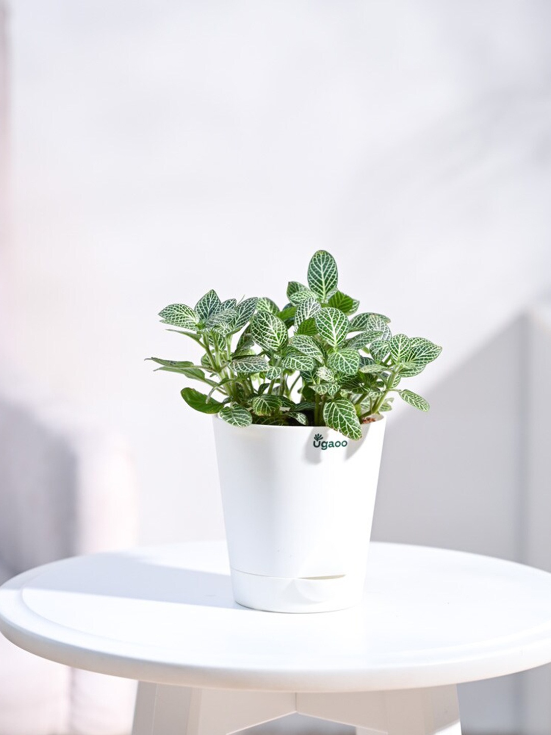 

UGAOO Fittonia Plant With Self Watering Pot, White