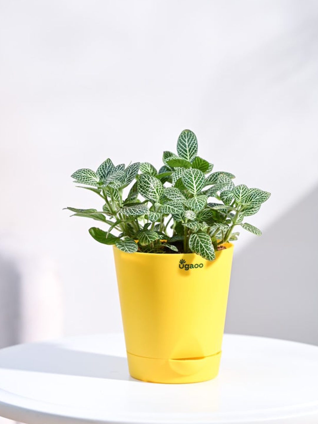 

UGAOO Fittonia Plant With Self Watering Pot, Yellow