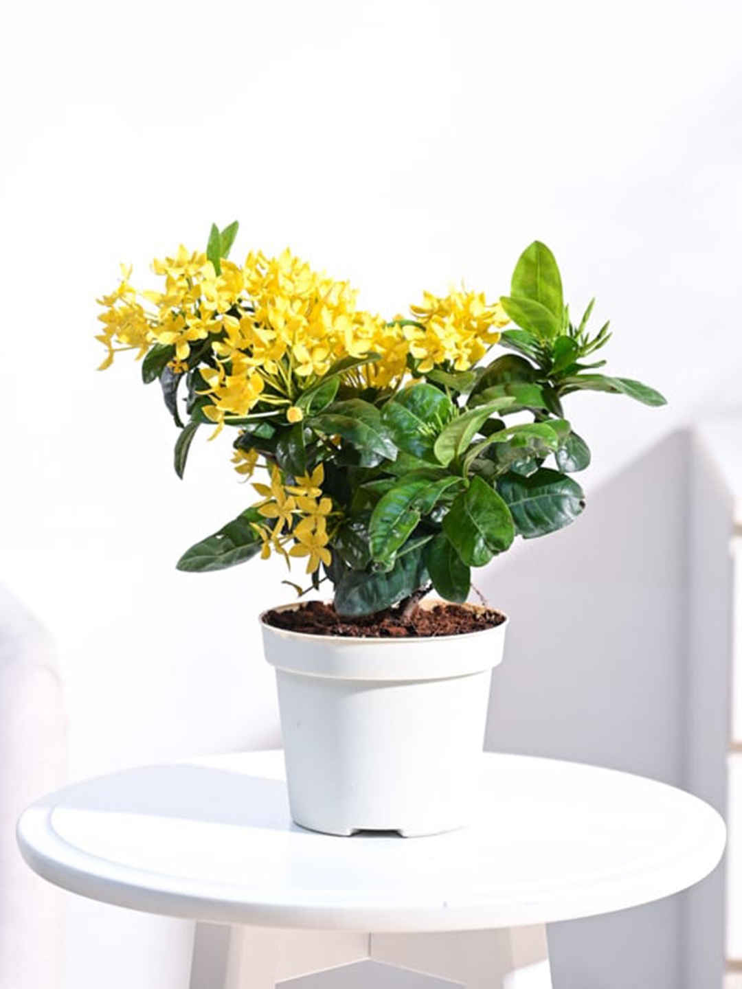 

UGAOO Ixora Plant With Gro Pot, White