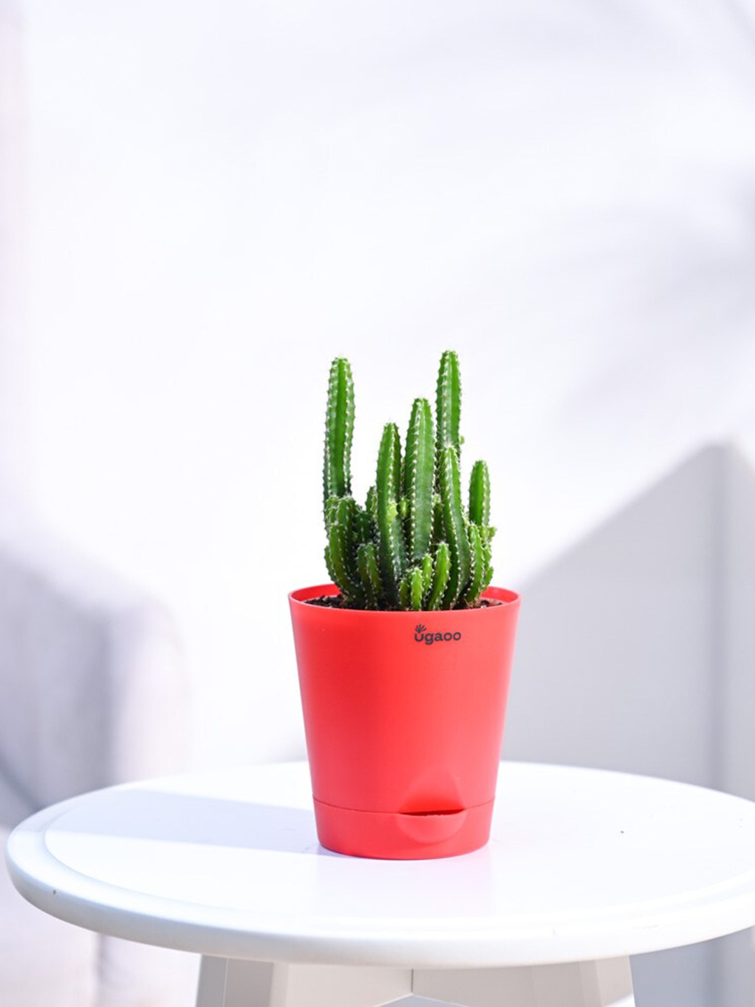 

UGAOO Live Elongated Cactus Plant With Self Watering Pot, Red