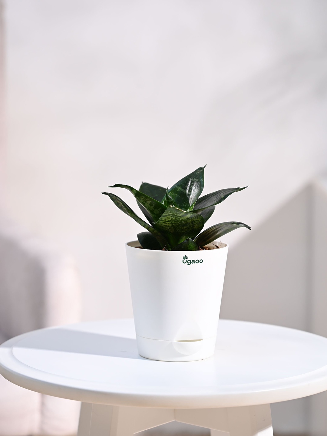 

UGAOO Snake Plant Plant With Self Watering Pot, White