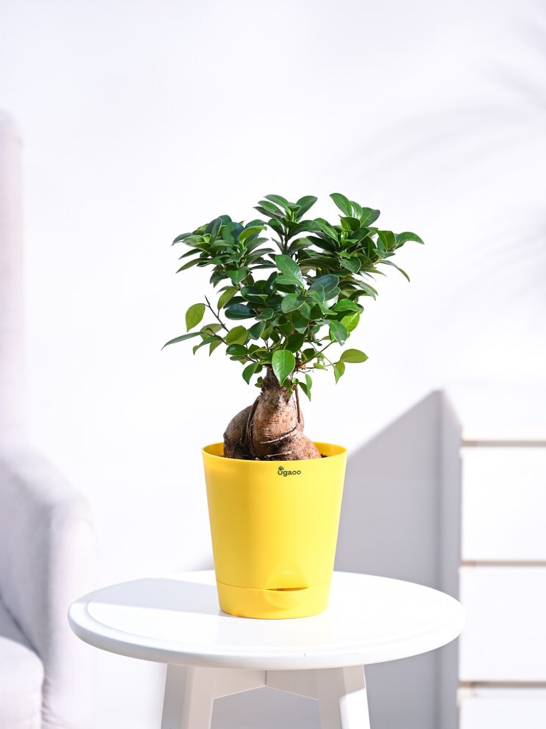 

UGAOO Ficus Bonsai Plant With Self Watering Pot, Yellow