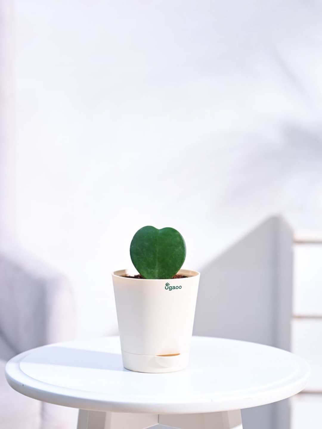 

UGAOO Heart Hoya Plant With Self Watering Pot, Beige