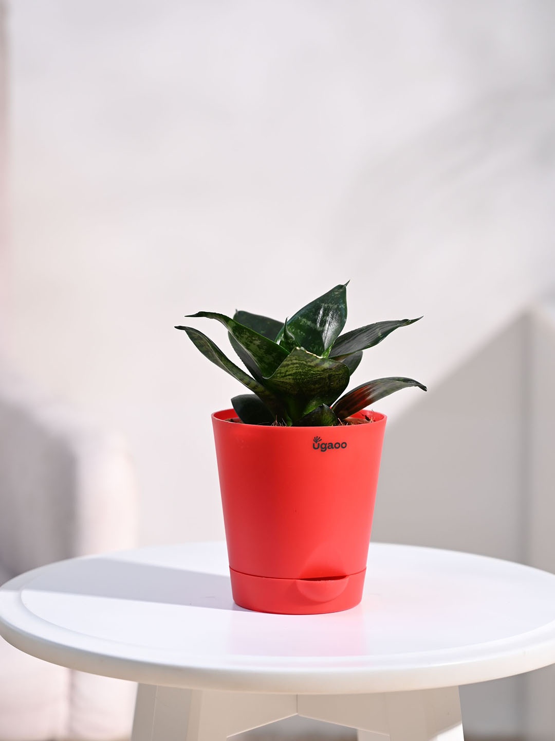 

UGAOO Indoor Snake Plant With Self Watering Pot, Red