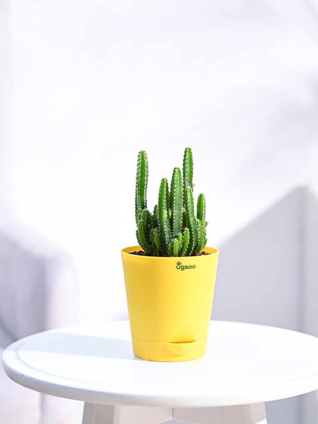 

UGAOO Elongated Cactus Plant With Self Watering Pot, Yellow