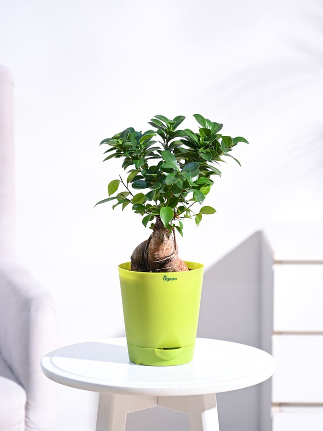 

UGAOO Ficus Bonsai Plant With Self Watering Pot, Green