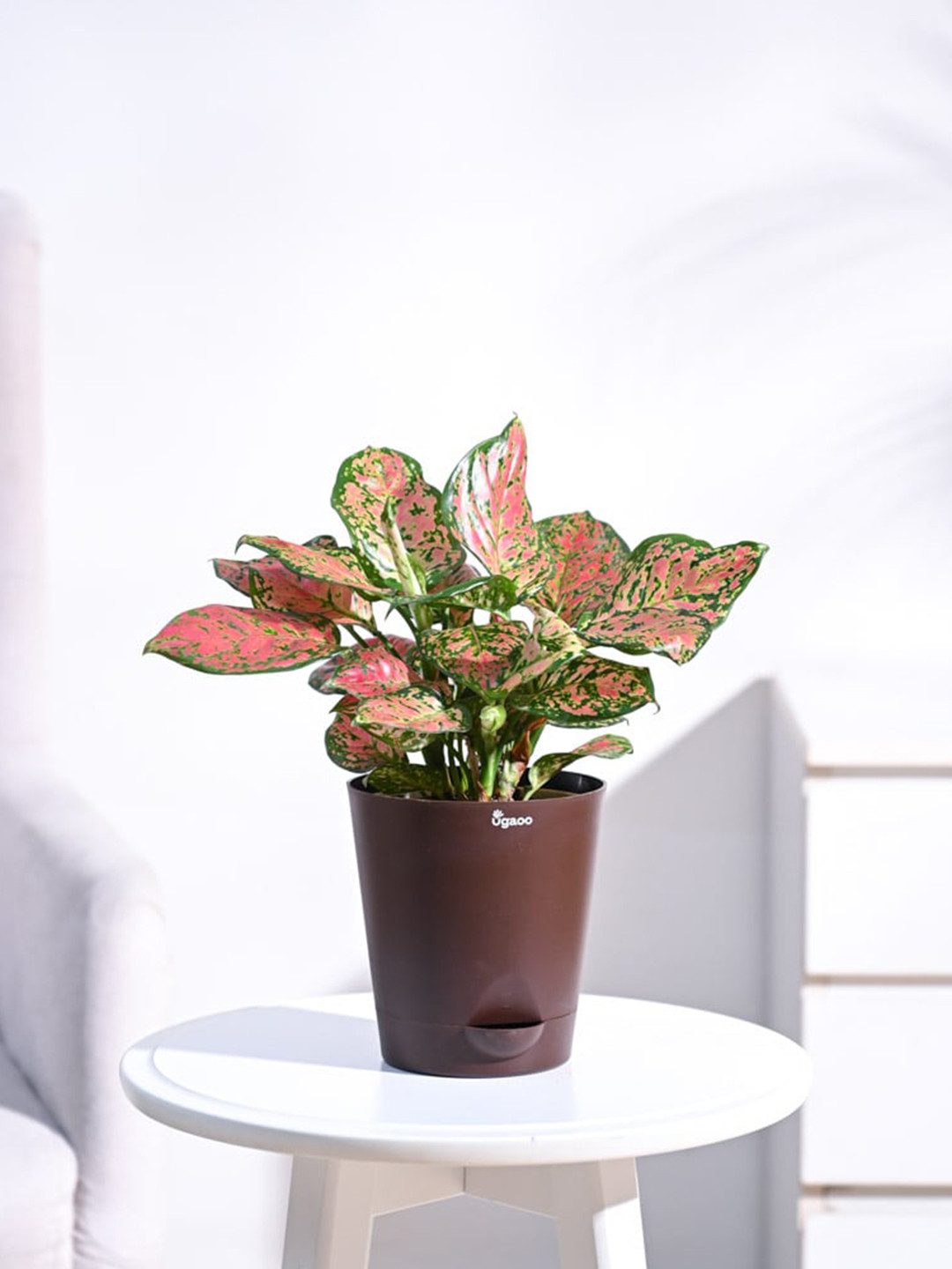 

UGAOO Aglaonema Pink Beauty Plant with Self Watering Pot, Brown
