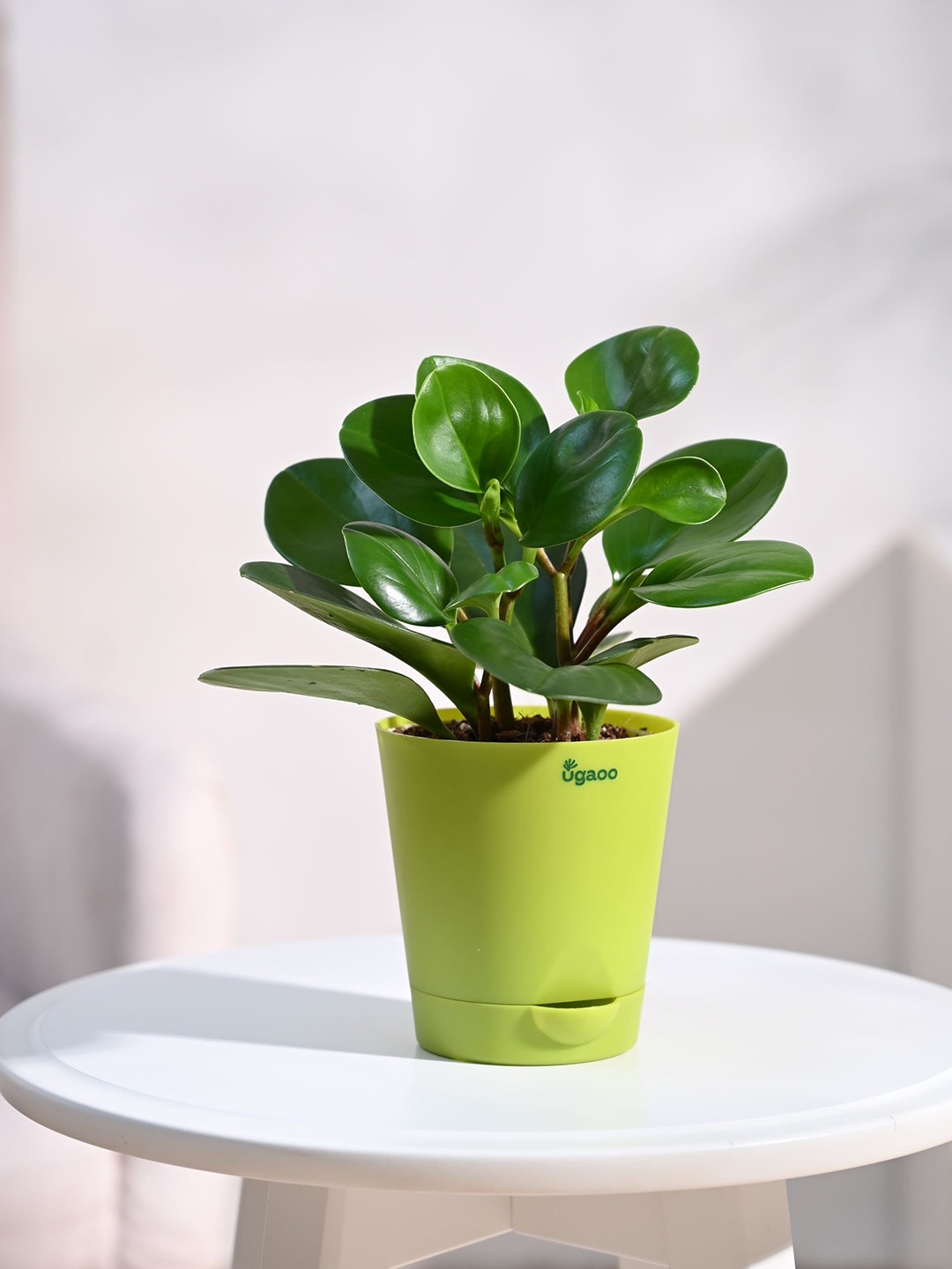 

UGAOO Peperomia Plant With Self Watering Pot, Green