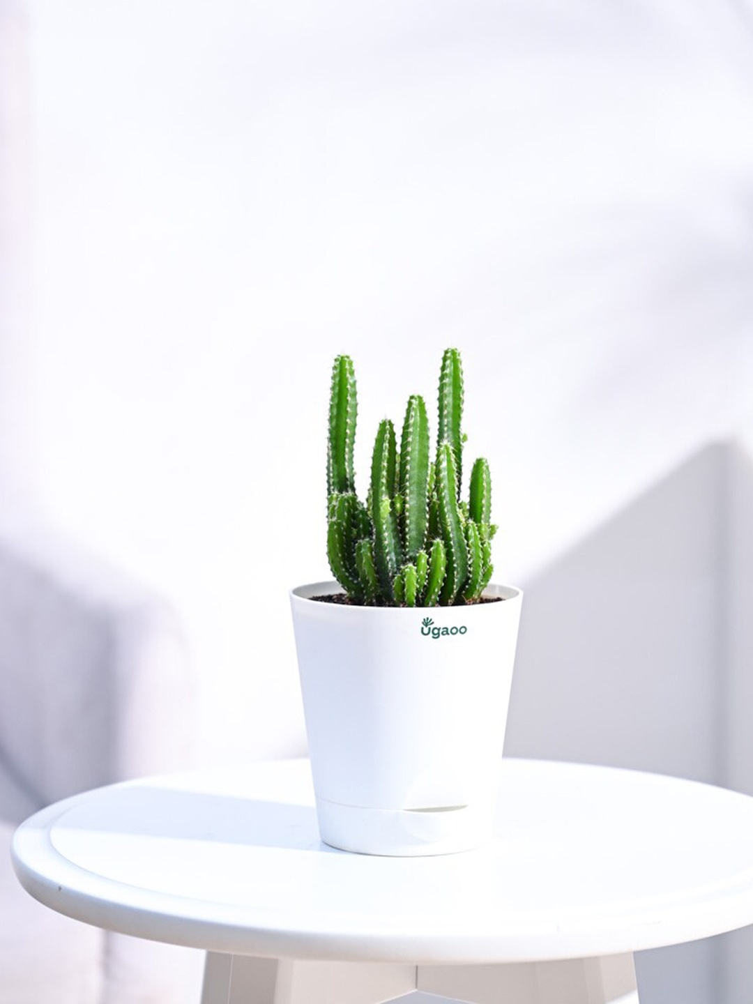 

UGAOO Elongated Cactus Plant With Self Watering Pot, White