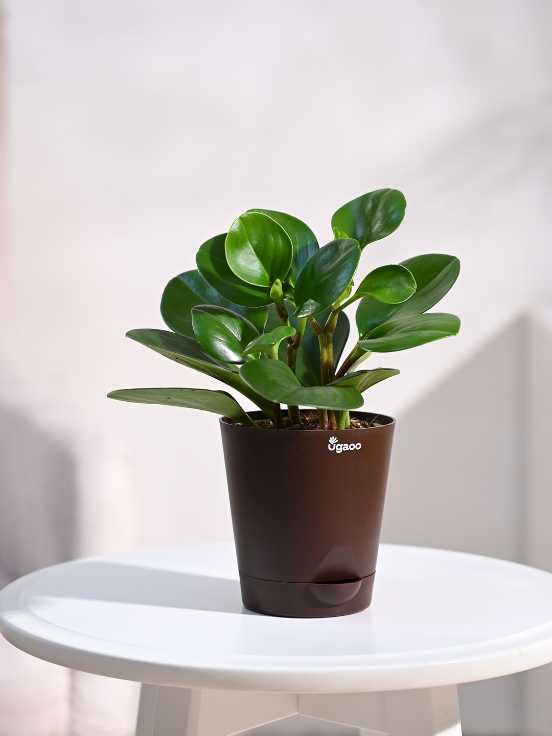 

UGAOO Indoor Peperomia Plant With Self Watering Pot, Brown