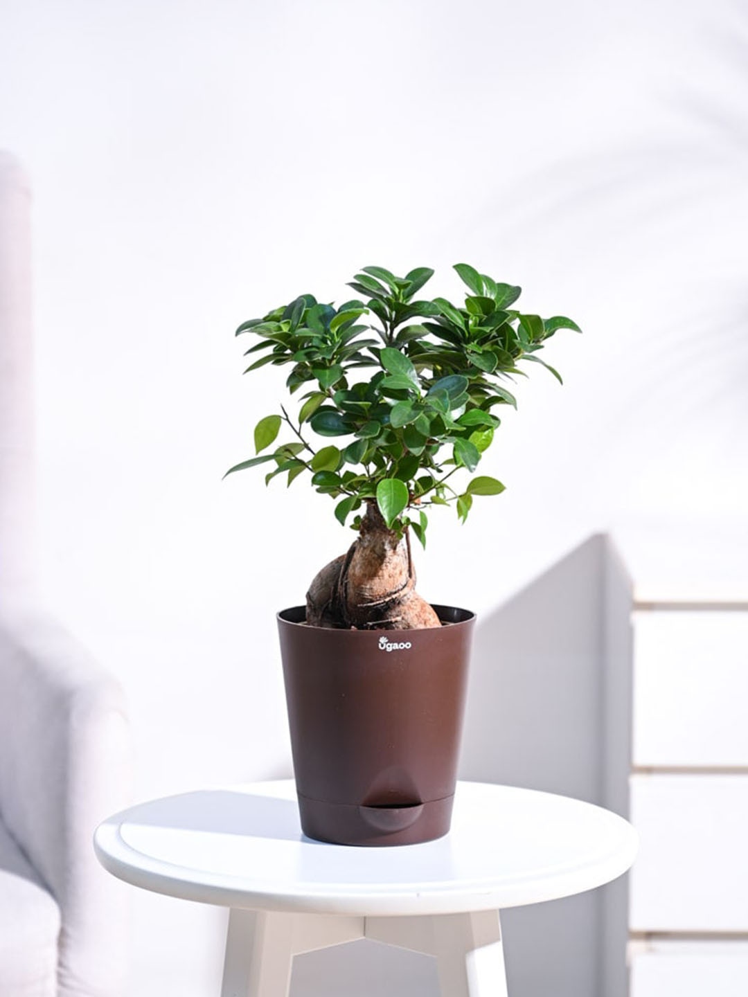 

UGAOO Ficus Bonsai Plant with Self Watering Pot, Brown