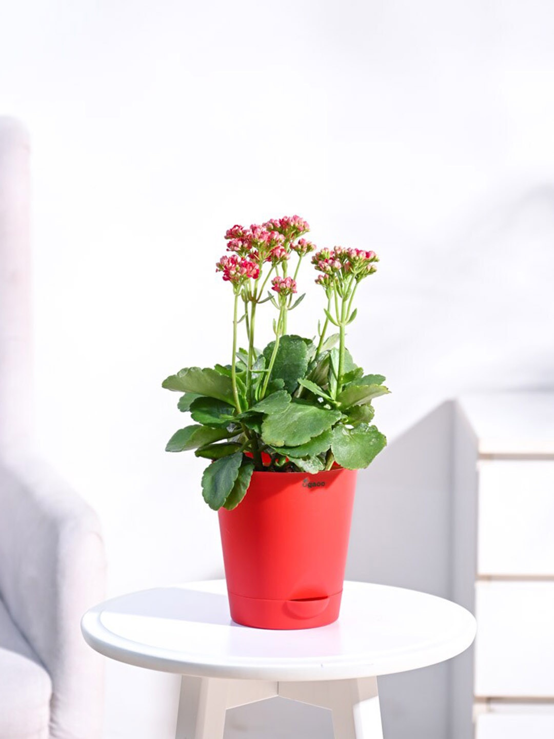 

UGAOO Kalanchoe Plant With Self Watering Pot, Red