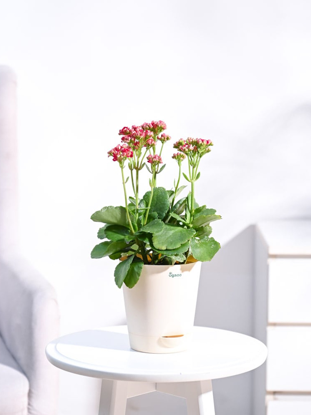 

UGAOO Beige Kalanchoe Plant With Self Watering Pot