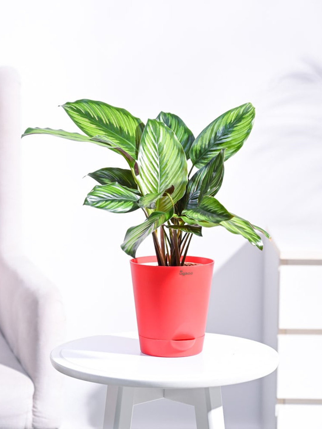 

UGAOO Calathea Pinstripe Medium Plant With Self Watering Pot, Red