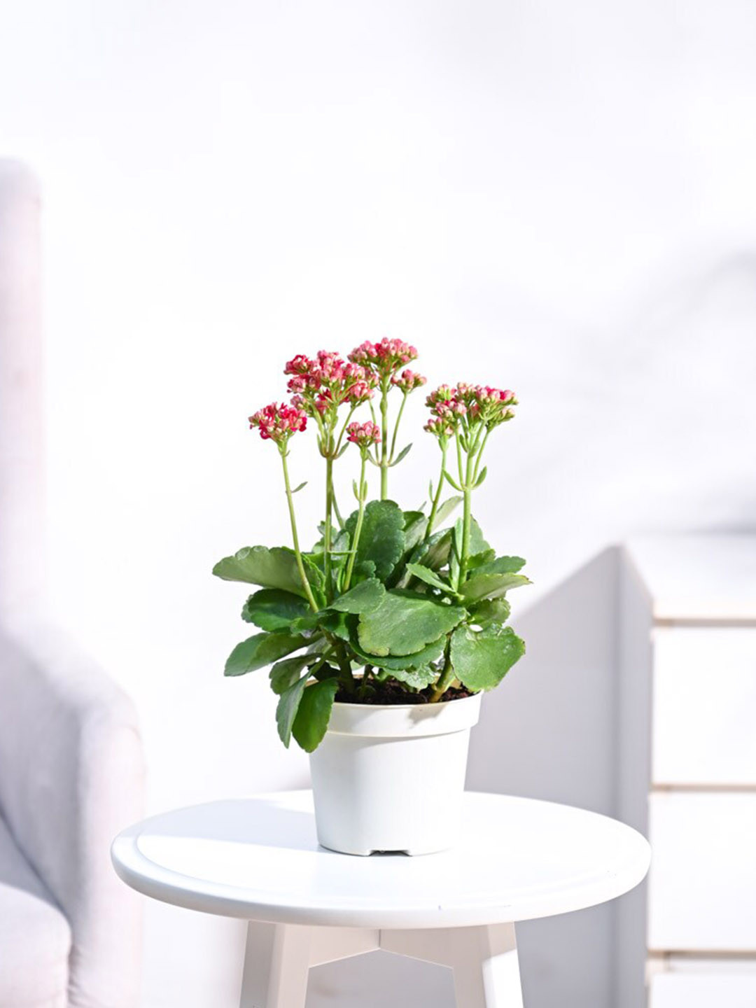 

UGAOO Kalanchoe Plant with Gro Pot 3.81 cm, Beige
