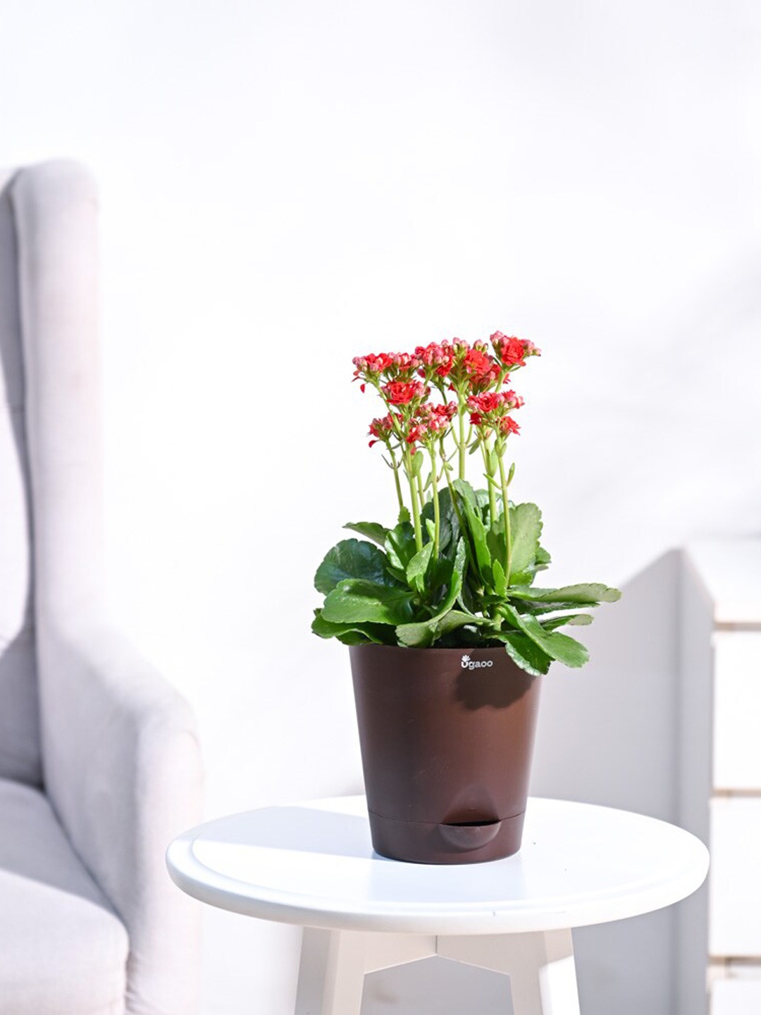 

UGAOO Kalanchoe Plant with Self Watering Pot, Brown