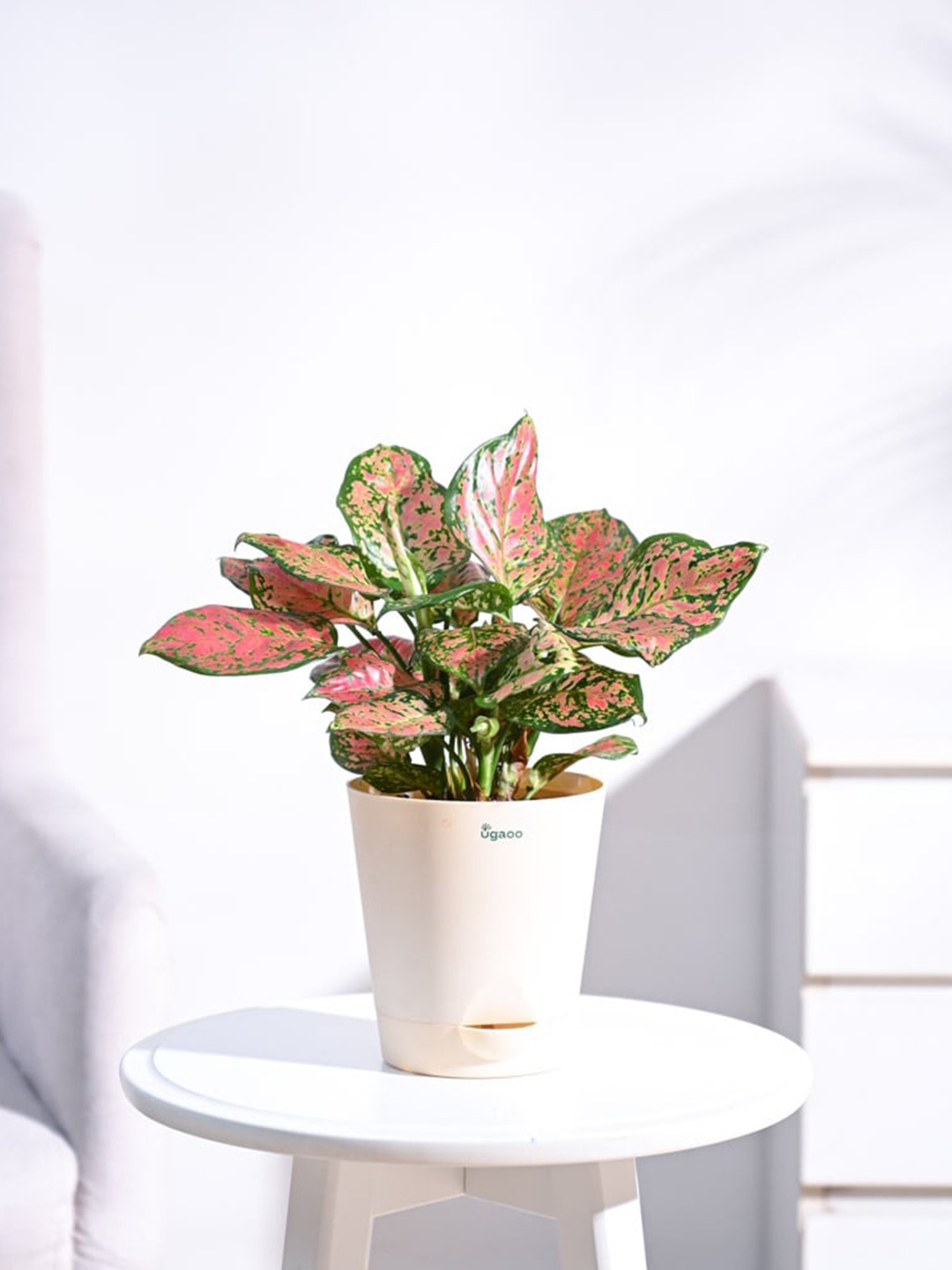 

UGAOO Aglaonema Beauty Plant with Pot, Beige