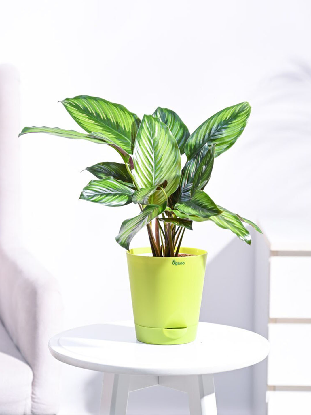 

UGAOO Calathea Pinstripe Medium Plant With Self Watering Pot, Green