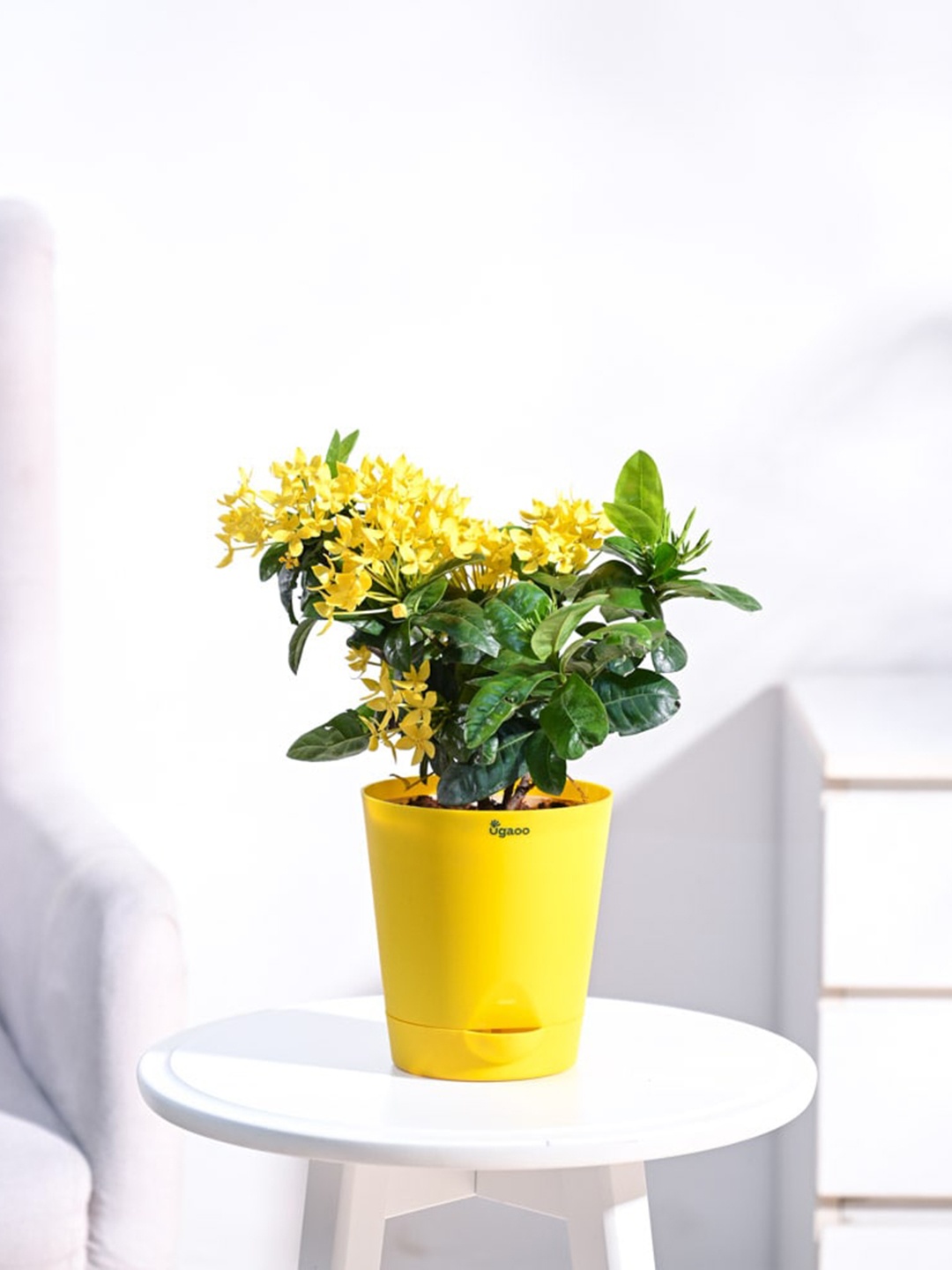 

UGAOO Ixora Yellow Plant with Self Watering Pot