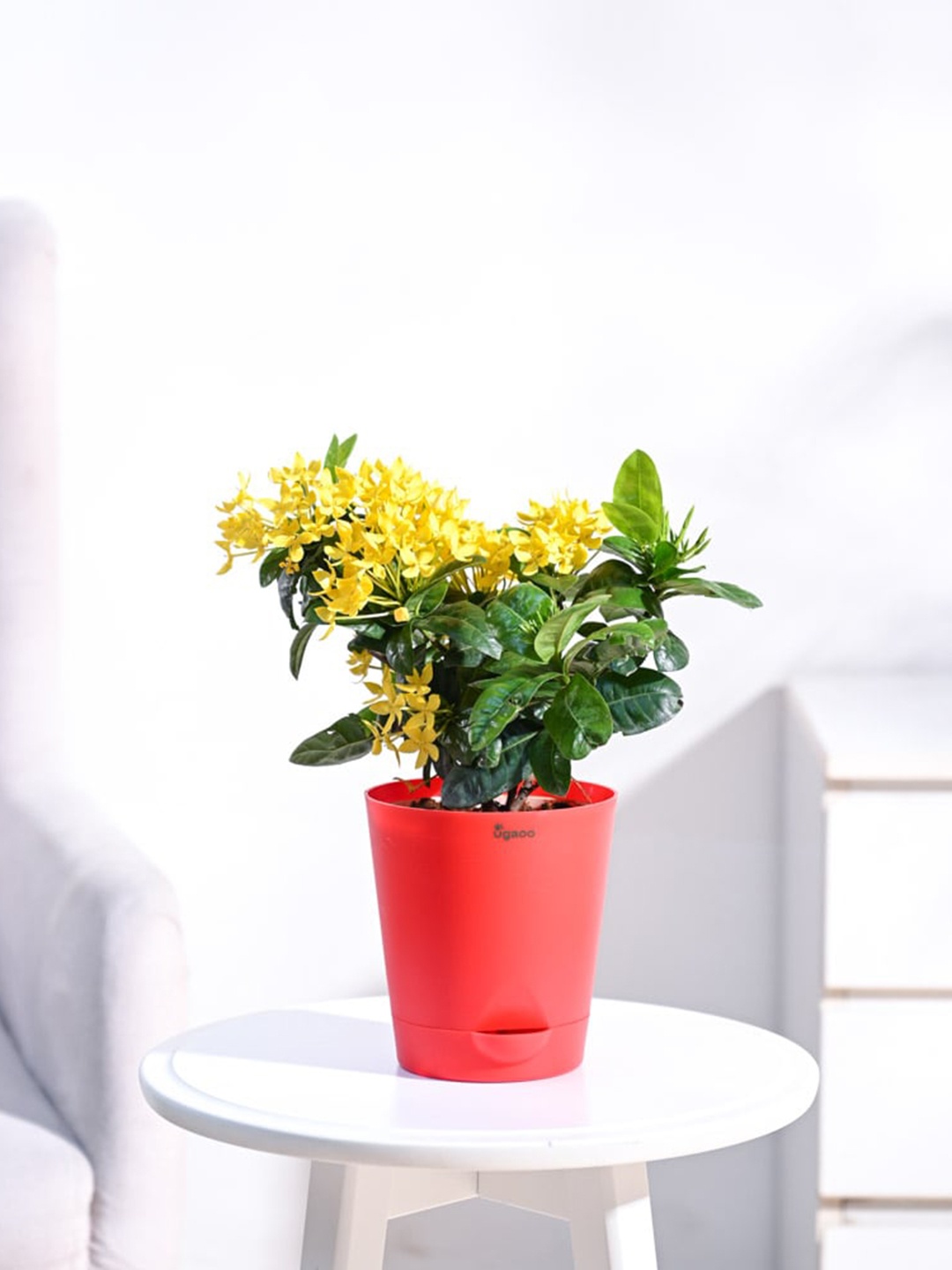 

UGAOO Ixora Plant with Self Watering Pot, Red