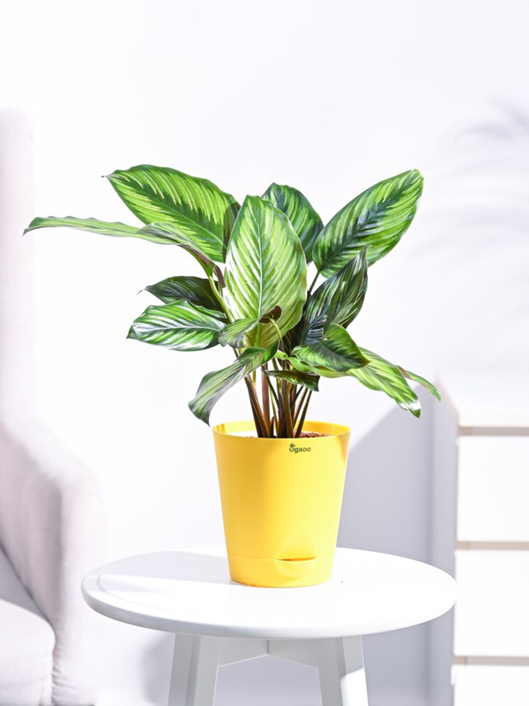 

UGAOO Calathea Pinstripe Medium Plant with Self Watering Pot, Yellow