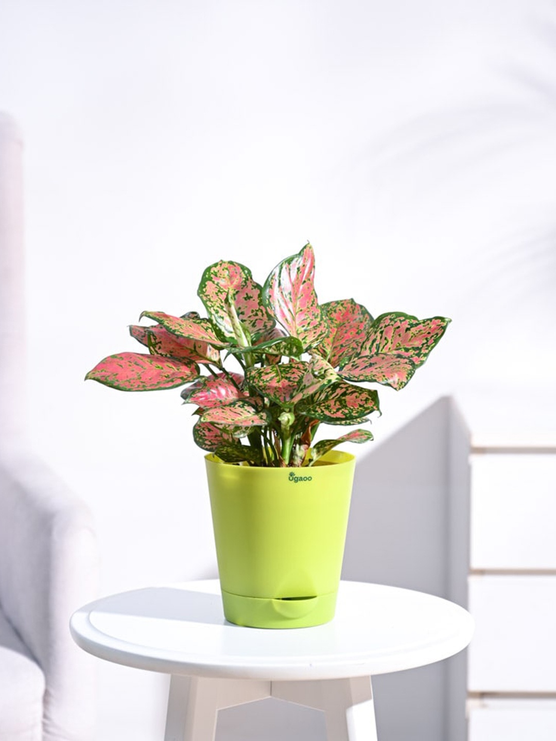 

UGAOO Aglaonema Beauty Plant With Pot, Green