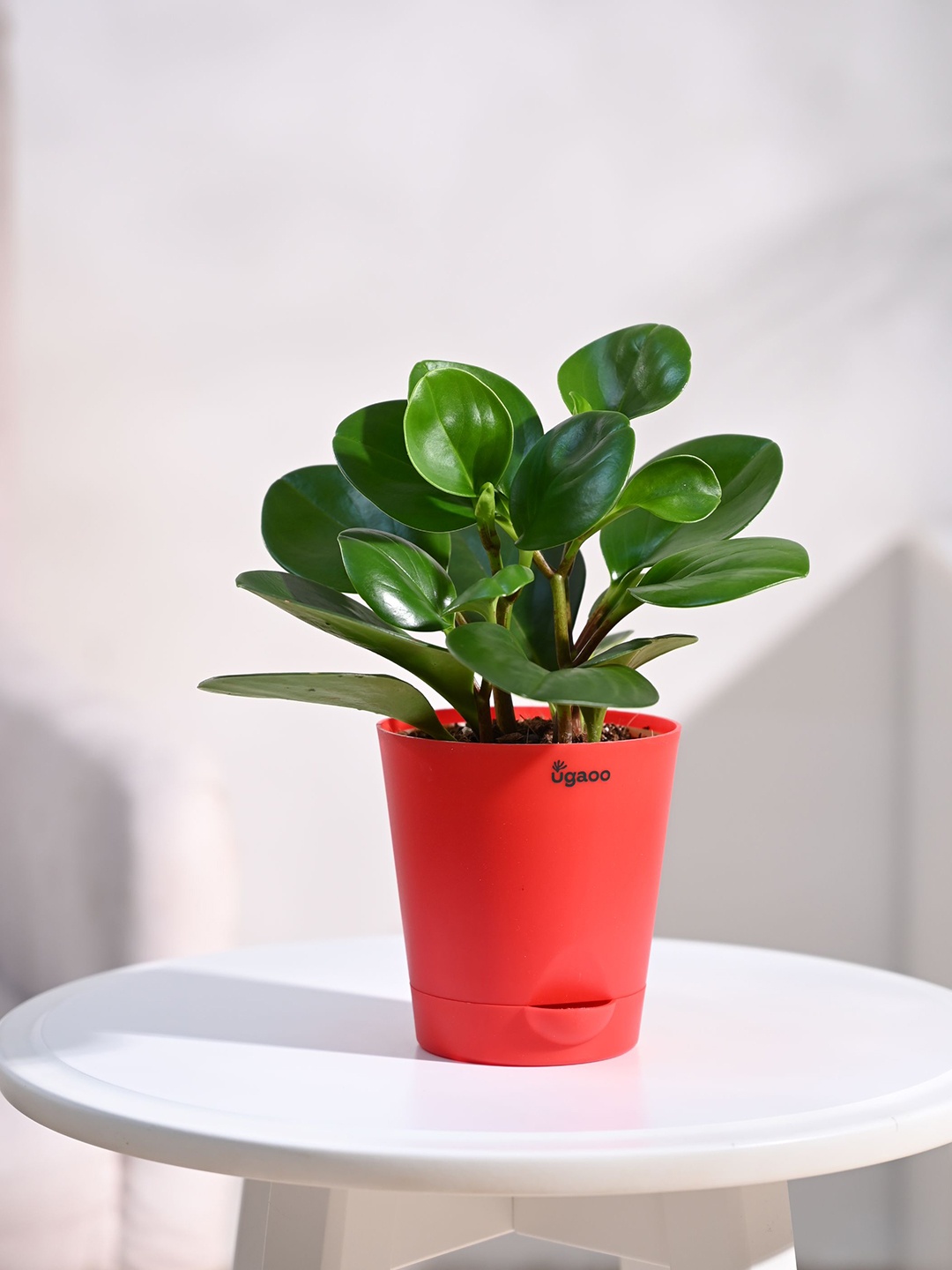 

UGAOO Peperomia Plant with Self Watering Pot, Red