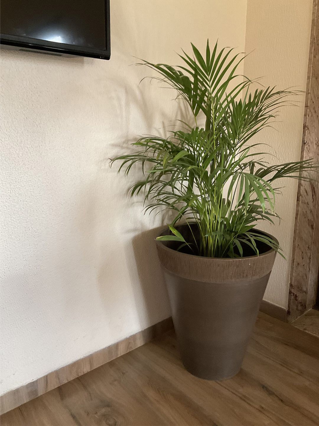 

The Art House Brown Ceramic Solid Planters
