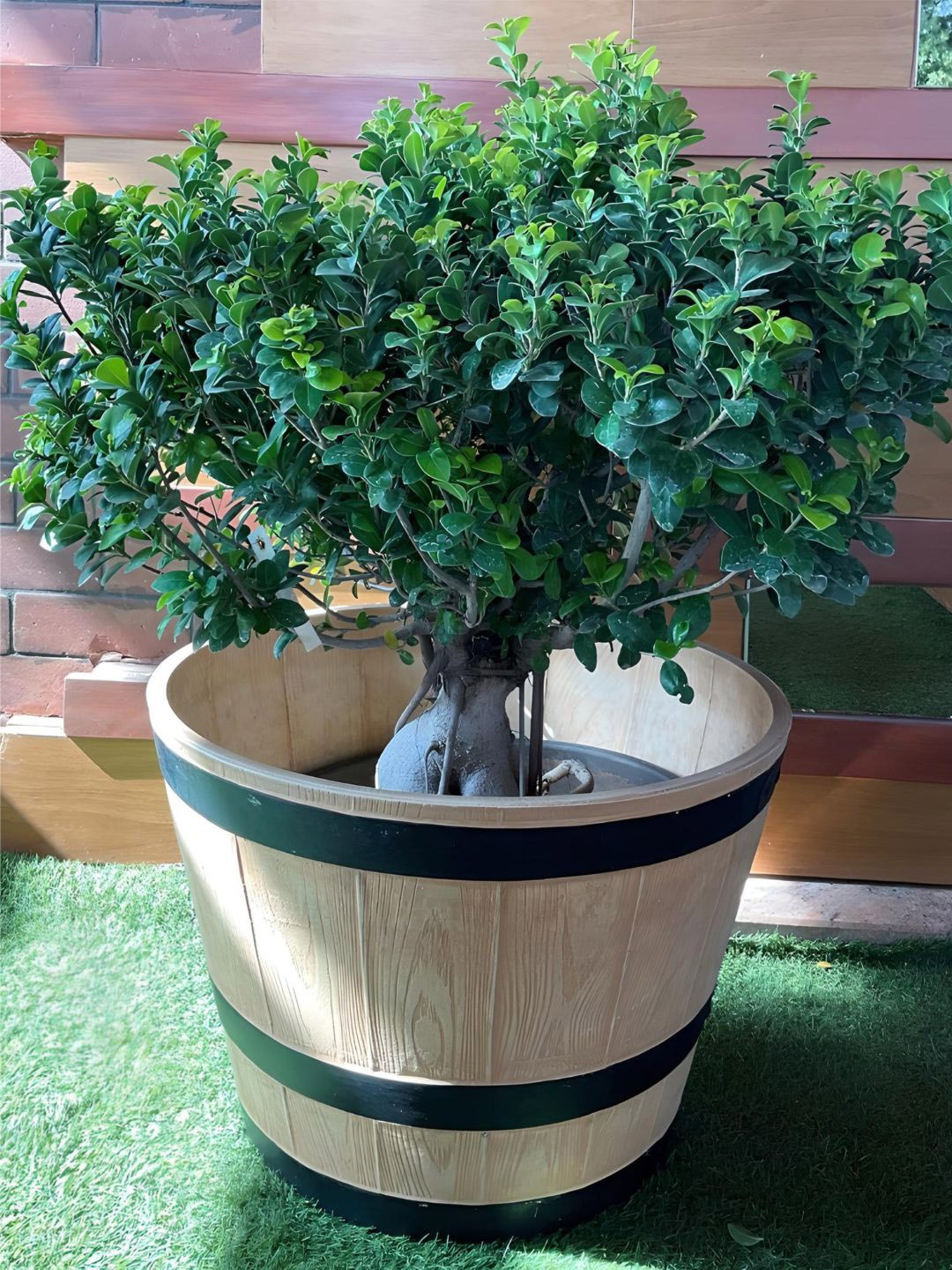 

The Art House Brown & Black Ceramic Solid Planter
