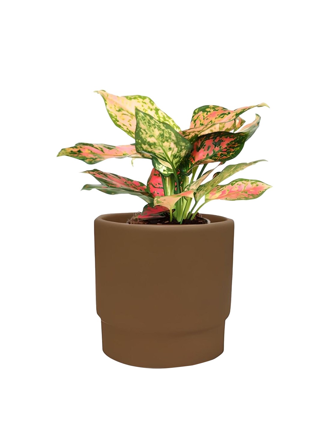 

The Art House Brown Ceramic Solid Planter