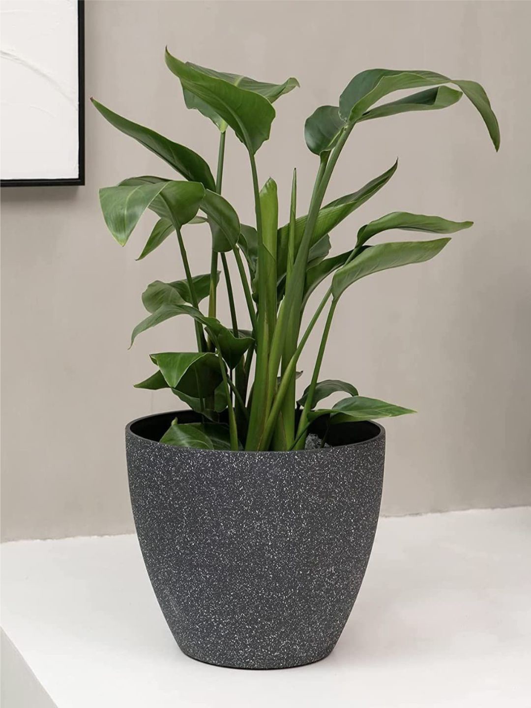 

The Art House Printed Black Ceramic Planter