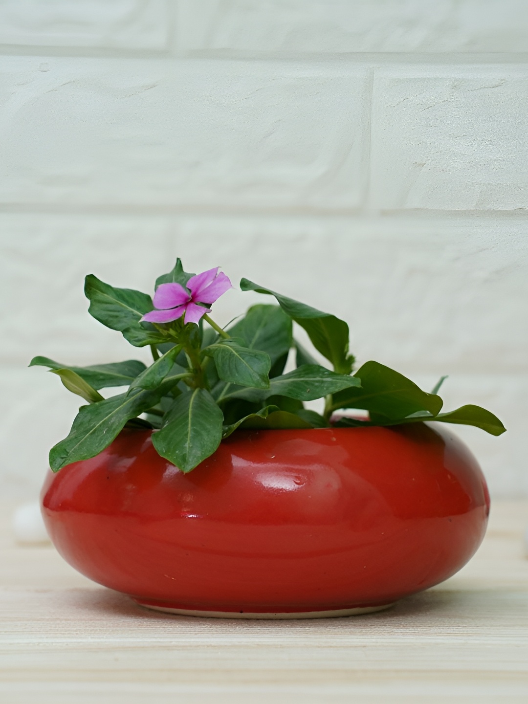 

GOLD DUST Ellipse Red Ceramic Glossy Finished Planter