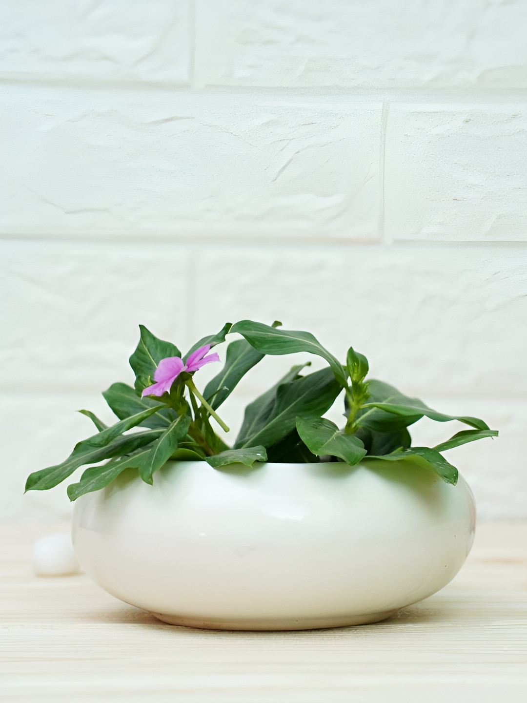 

GOLD DUST White Ceramic Planters