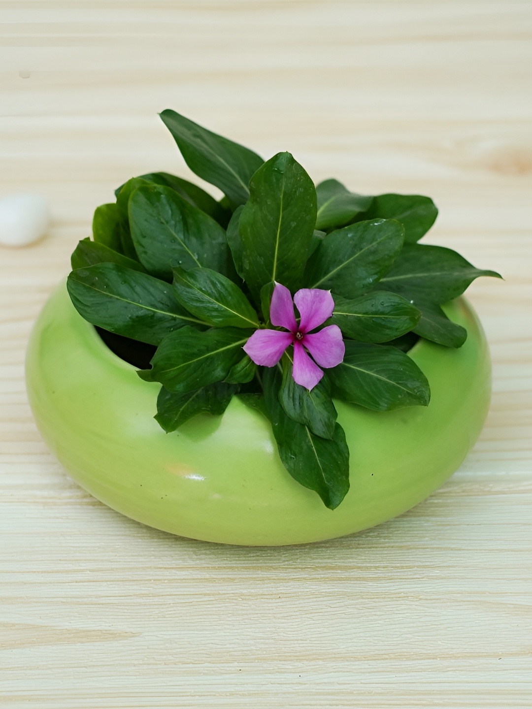 

GOLD DUST Green Ceramic Glossy Finished Planter