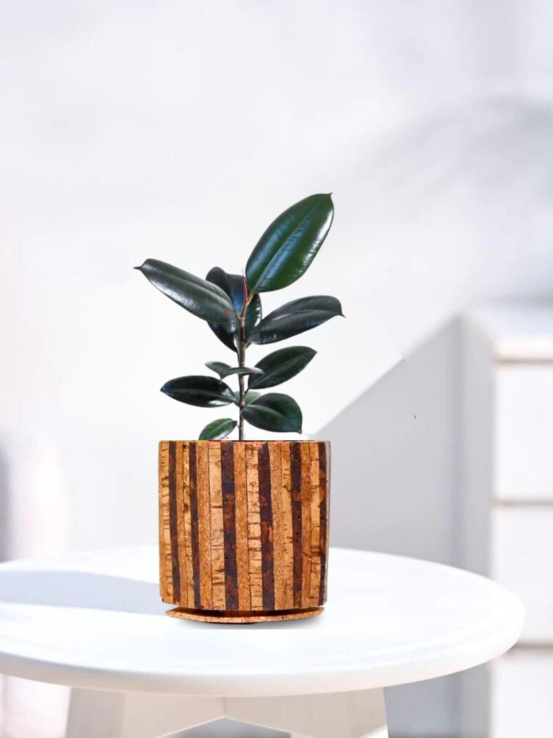 

Raw Yarns Indoor Mandala Rubber Plant With Pot - 10 cm, Beige