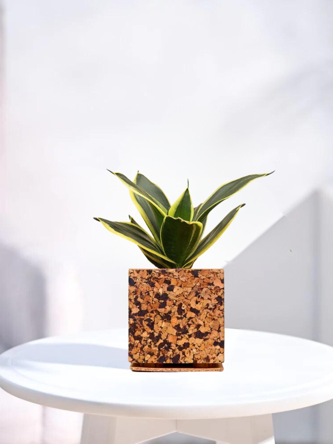 

Raw Yarns Indoor Snake Plant With Pot - 10 cms, Green