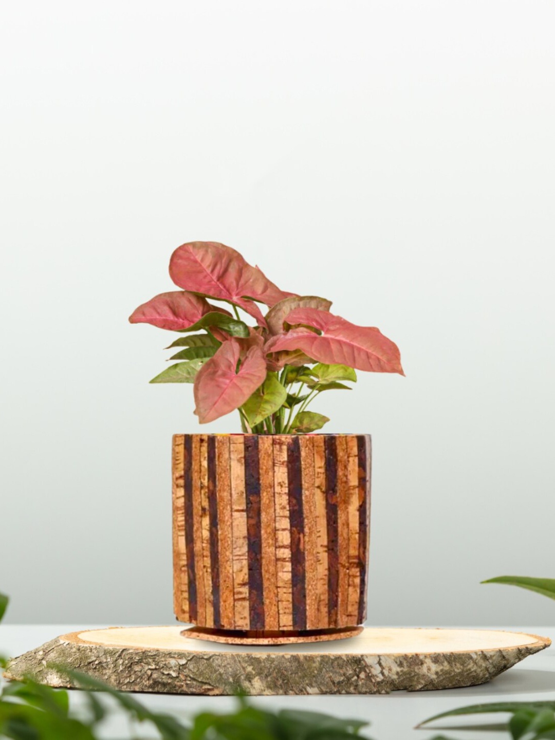 

Raw Yarns Indoor Syngonium Podophyllum Plant With Pot - 10 cms, Beige