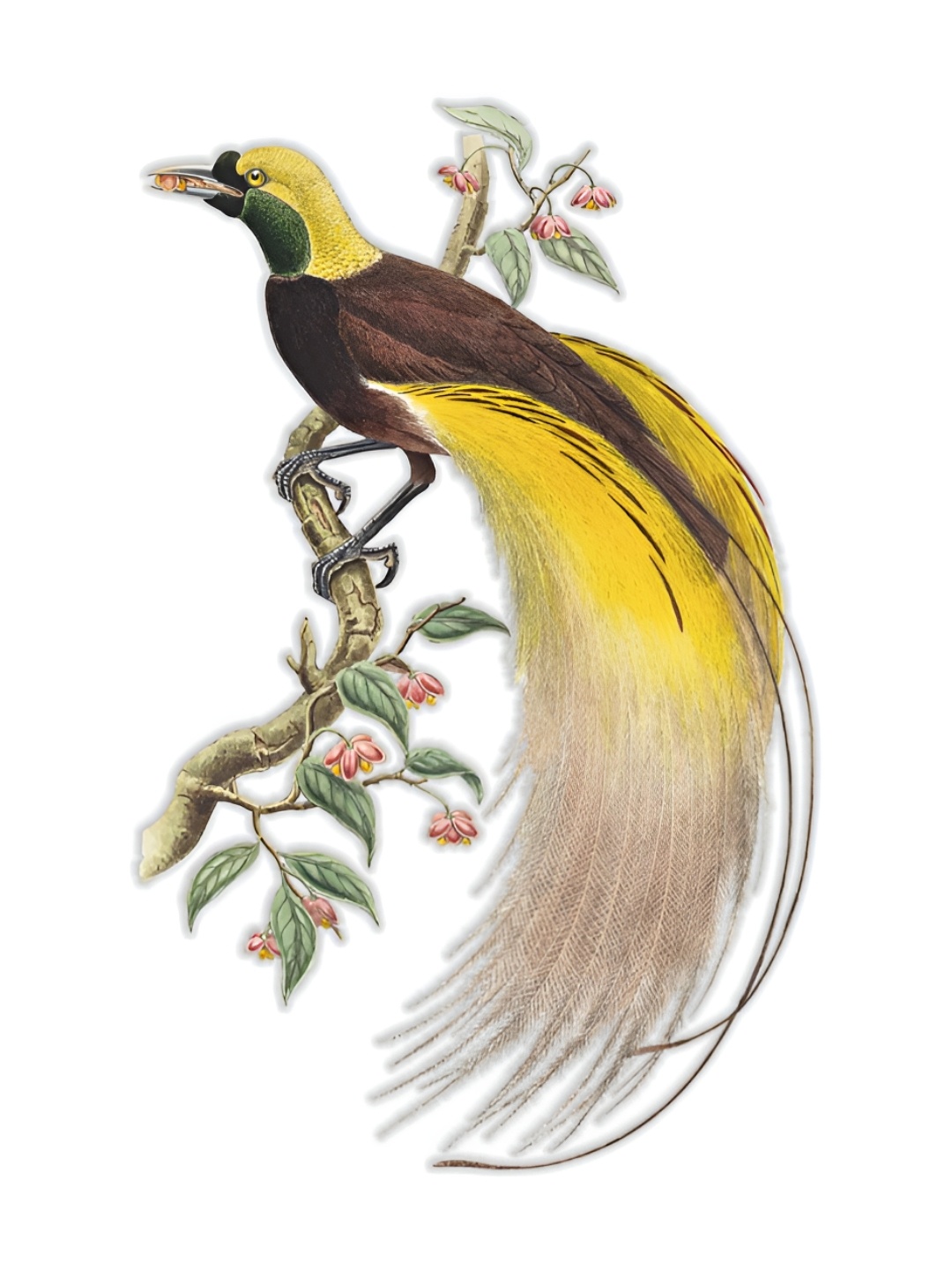 

CVANU Brown & Yellow Bird Self-Adhesive Wall Sticker