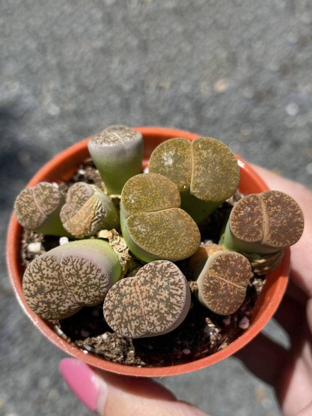 

Studio Seed 10 Pieces Outdoor Studio Lithop Seeds Ice Plants, Green