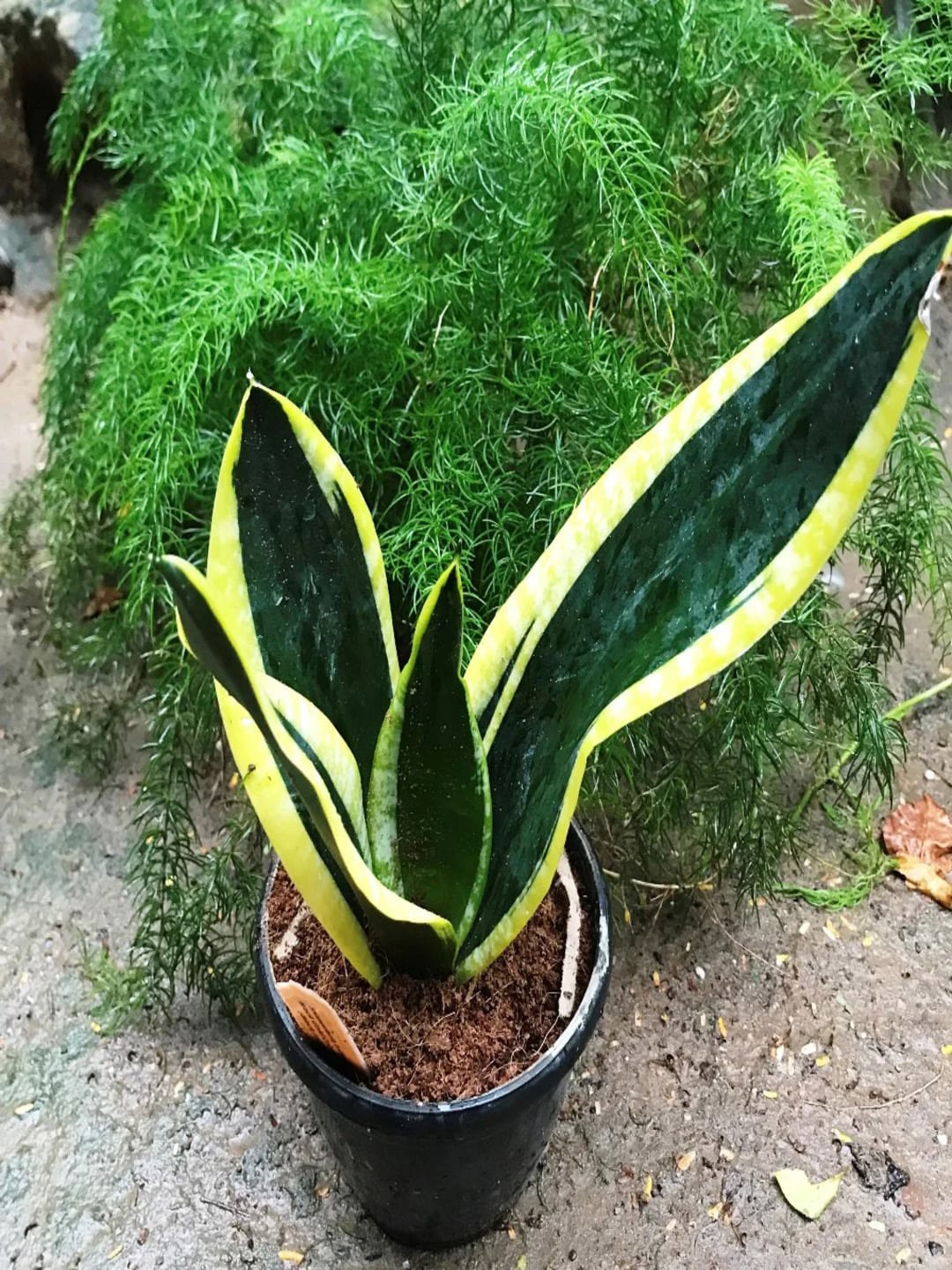 

Studio Seed Sansevieria Black Gold Rare Live Plant, Green