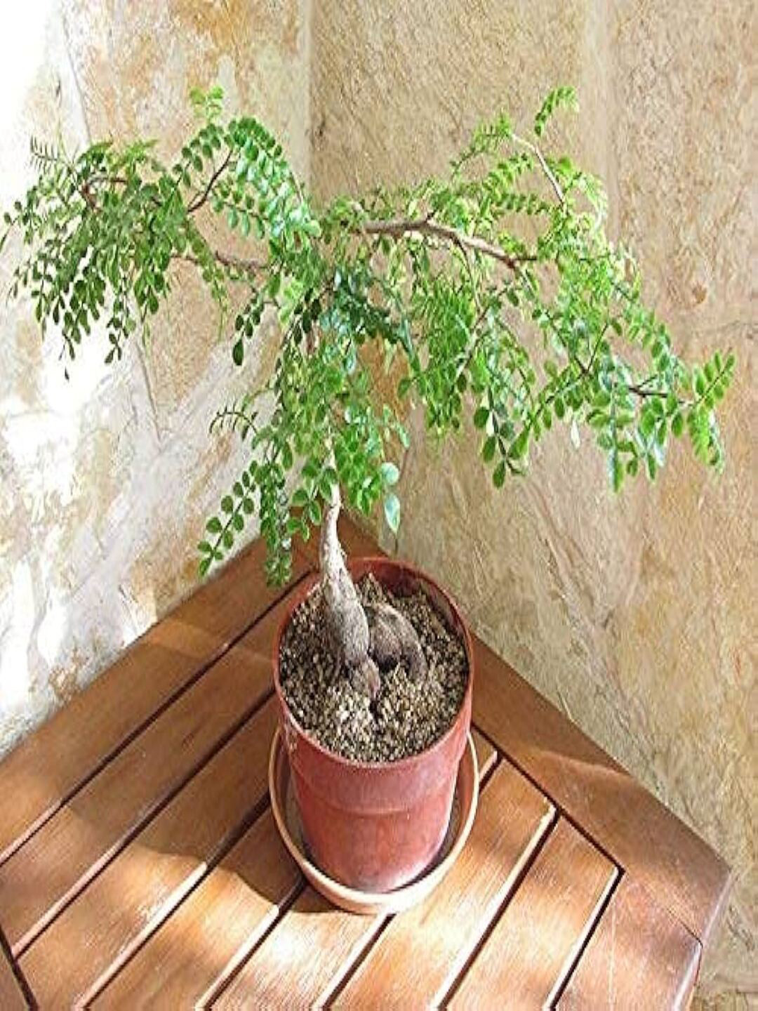 

Studio Seed Outdoor Operculicarya Decaryi Live Plant, Green